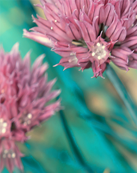 curing eating disorders