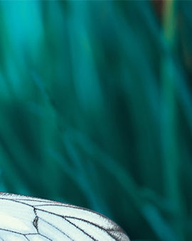 restrictive intake eating disorder