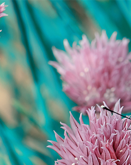 eating disorders diagnosis santa rosa