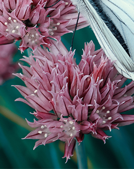 eating disorders treatment