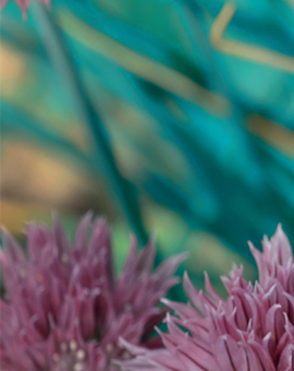 orthorexia eating disorder sonoma county