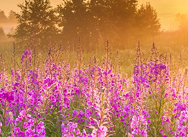 eating disorders help