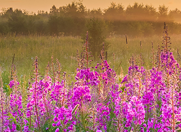 eating disorders diagnosis